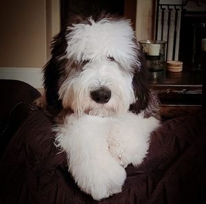 Meet your Posher, Debra